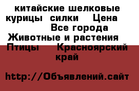 китайские шелковые курицы (силки) › Цена ­ 2 500 - Все города Животные и растения » Птицы   . Красноярский край